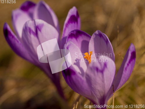 Image of spring purple flower crocus