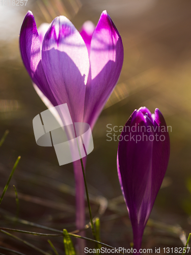 Image of spring purple flower crocus