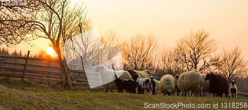 Image of sheeps