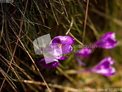 Image of spring purple flower crocus