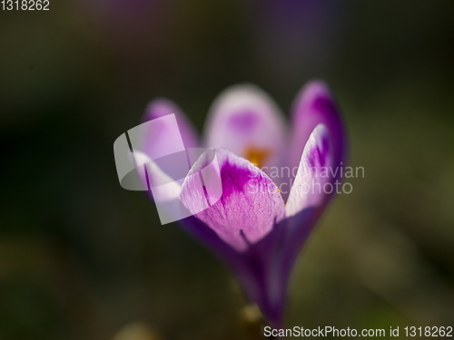 Image of spring purple flower crocus