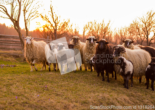 Image of sheeps