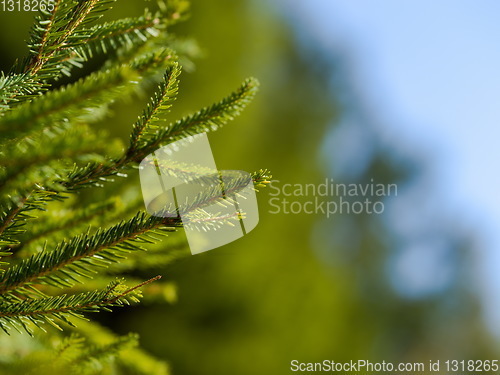 Image of green forest bac