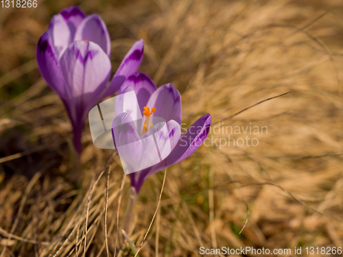 Image of spring purple flower crocus