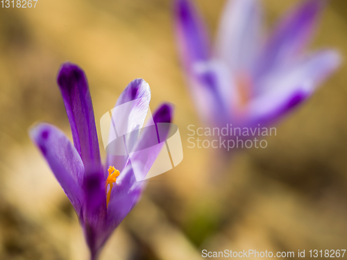 Image of spring purple flower crocus