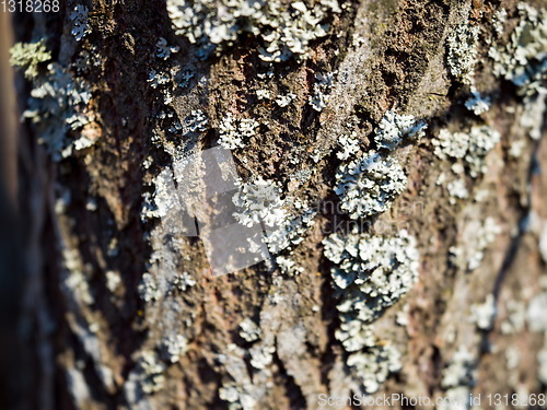 Image of forest tree close up