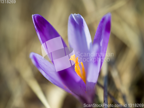 Image of spring purple flower crocus