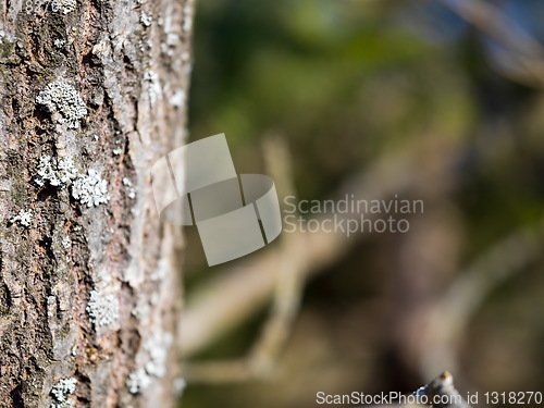 Image of forest tree close up