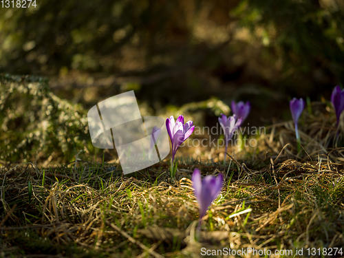 Image of spring purple flower crocus