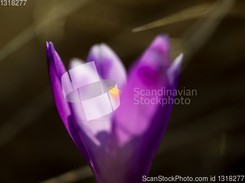 Image of spring purple flower crocus