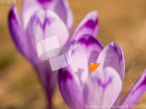 Image of spring purple flower crocus