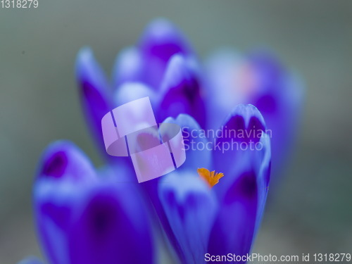 Image of spring purple flower crocus