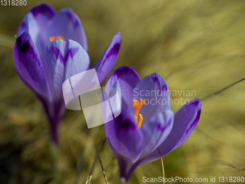 Image of spring purple flower crocus