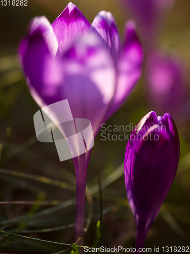 Image of spring purple flower crocus