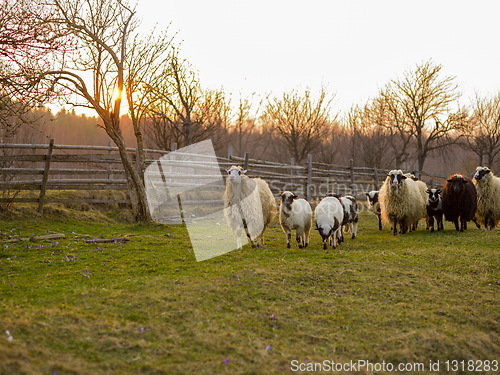 Image of sheeps