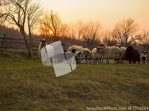 Image of sheeps