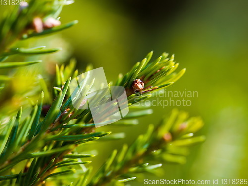 Image of green forest bac