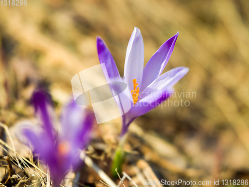 Image of spring purple flower crocus