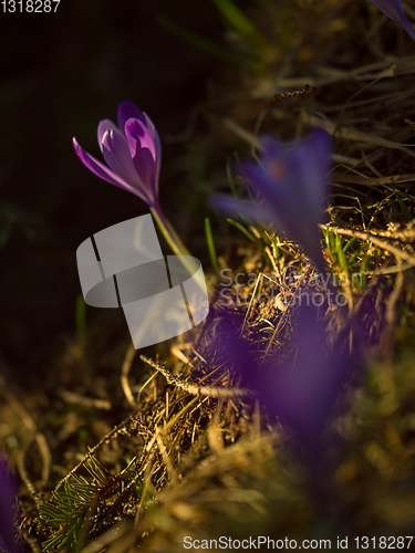 Image of spring purple flower crocus