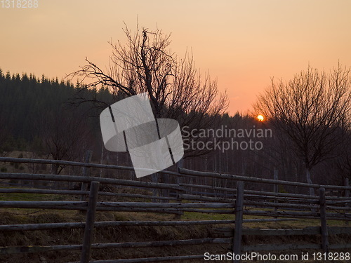 Image of forest sunset