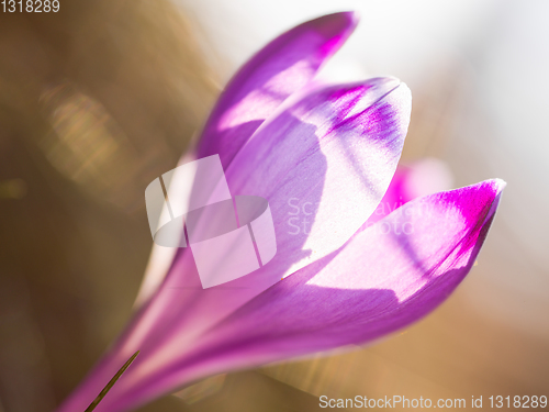 Image of spring purple flower crocus