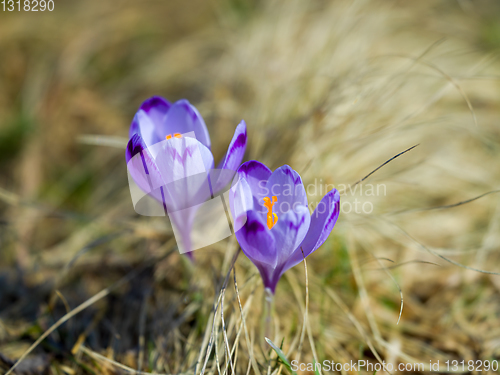 Image of spring purple flower crocus