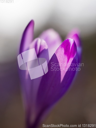 Image of spring purple flower crocus