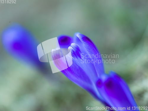 Image of spring purple flower crocus