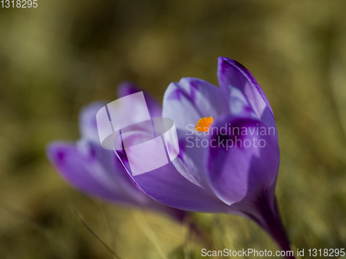 Image of spring purple flower crocus