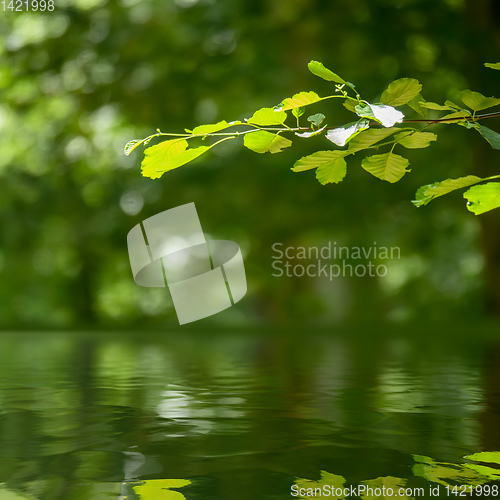 Image of green branch reflecting in the water