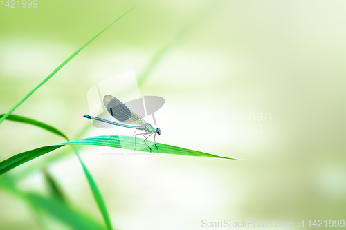 Image of beautiful dragonfly insect with space for your content