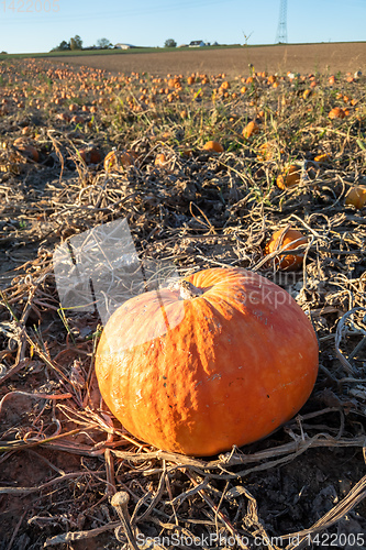 Image of typical field of pumpkin