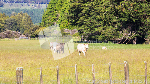 Image of some cows in the meadow