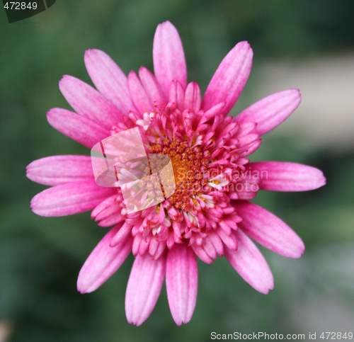 Image of Pink flower