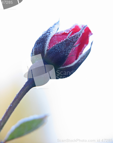 Image of Rose under hoar-frost