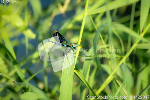 Image of beautiful dragonfly insect