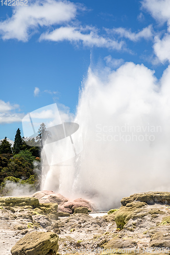 Image of Geyser in New Zealand Rotorua