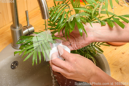 Image of A girl washes the leaves of a houseplant under running water from the tap in the washbasin