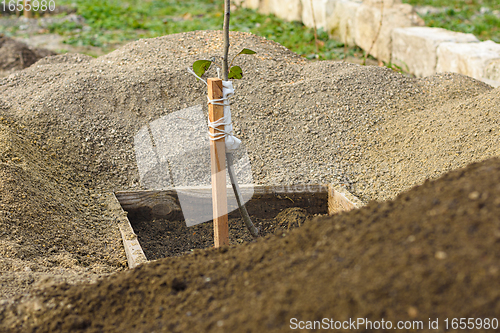 Image of A tree sapling tied to a peg, around a pile of fresh sifted earth