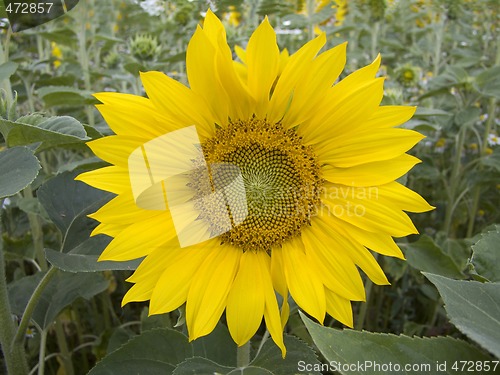 Image of Sunflower