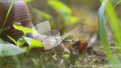 Image of Snail on ground level macro photo