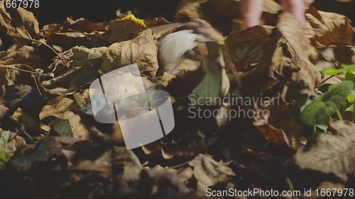 Image of Finding human skull in the forest at night