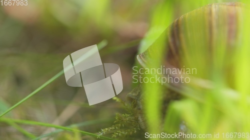 Image of Snail on ground level macro photo