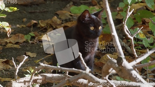 Image of Young cat outdoors closeup footage