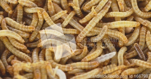 Image of Abundance of worms as background texture closeup footage