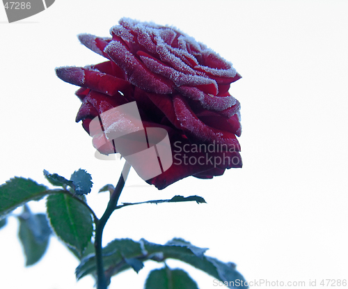 Image of Rose under hoar-frost