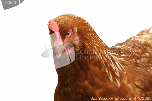 Image of Brown hen
