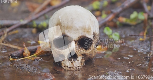 Image of old skull on the ground covered with leaves