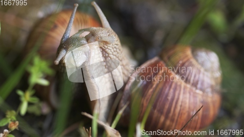 Image of Snail on ground level macro photo