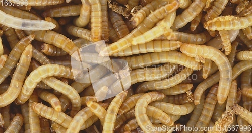Image of Lots of worms crawling as background texture closeup footage